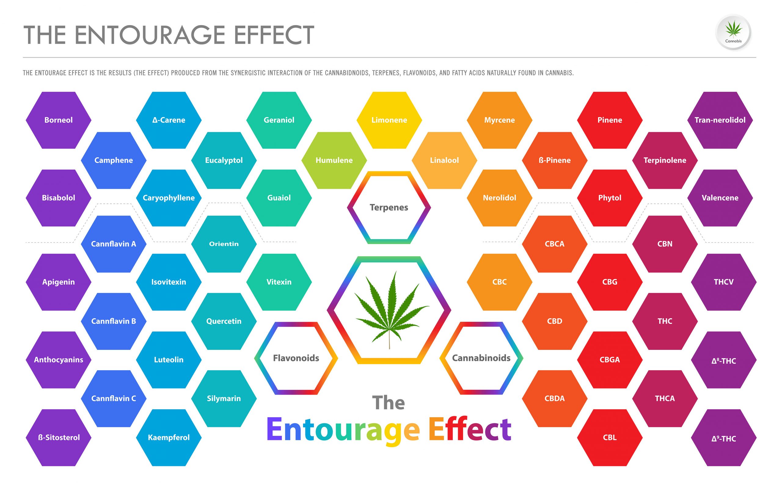The Entourage Effect Overview horizontal business infographic illustration about cannabis as herbal alternative medicine and chemical therapy, healthcare and medical science vector.