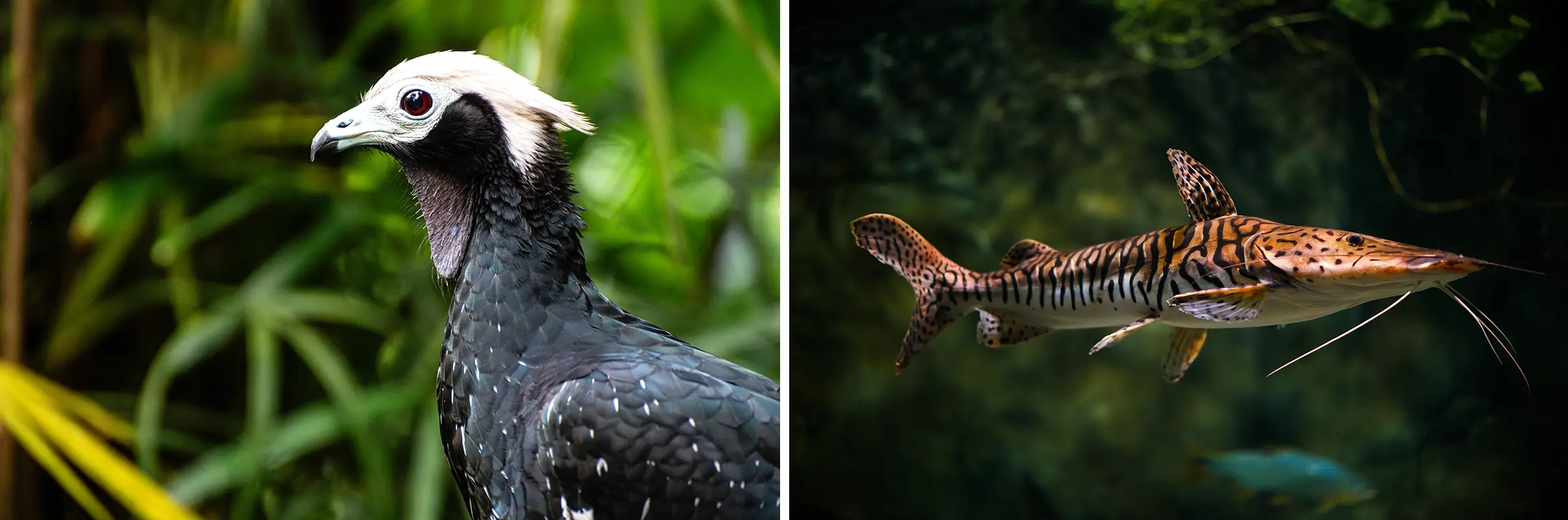 A bird and a catfish - two photos