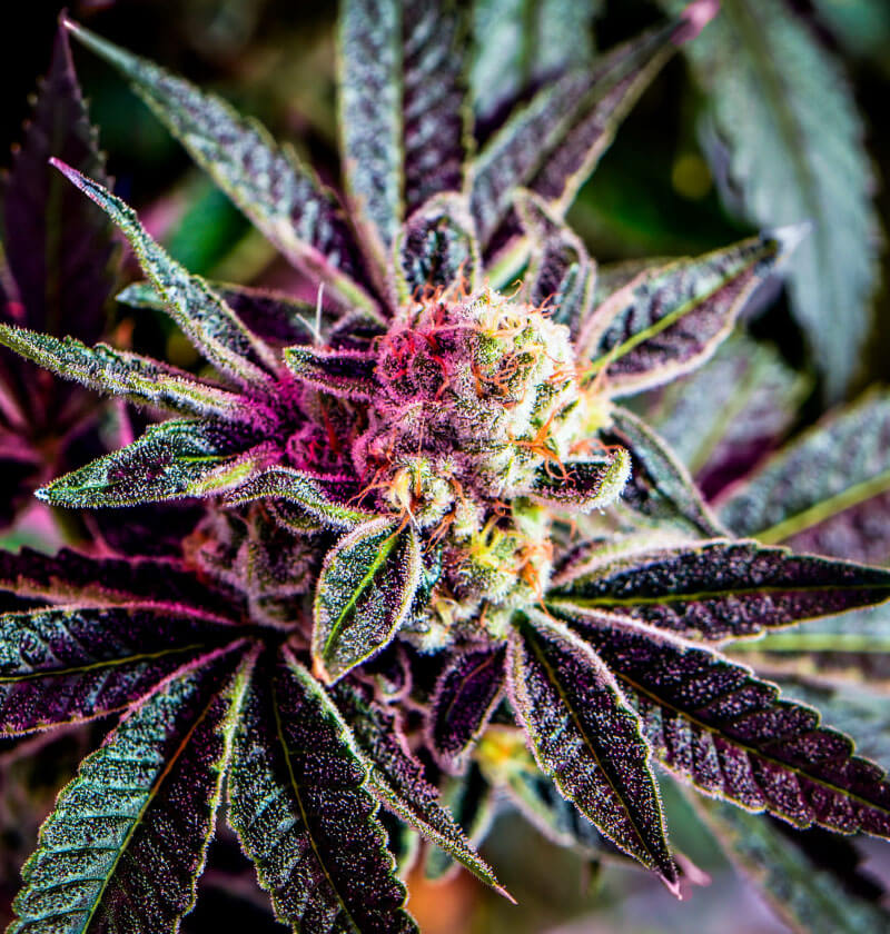 断*i様 AMERI VINTAGE MEDI STRAIN CHECK DRE Medi-Rip LF | Cohesive Bandaging Supplies | Bandages Plus