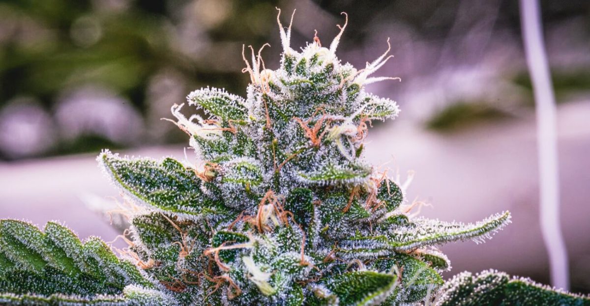 Strains Organic Remedies