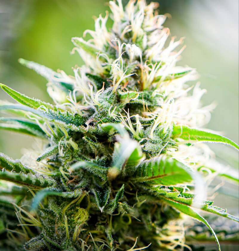 Blue-Dream.jpg