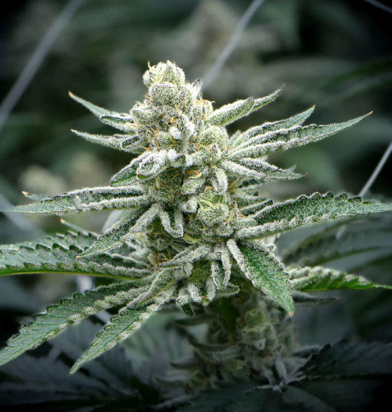 Strains - Organic Remedies