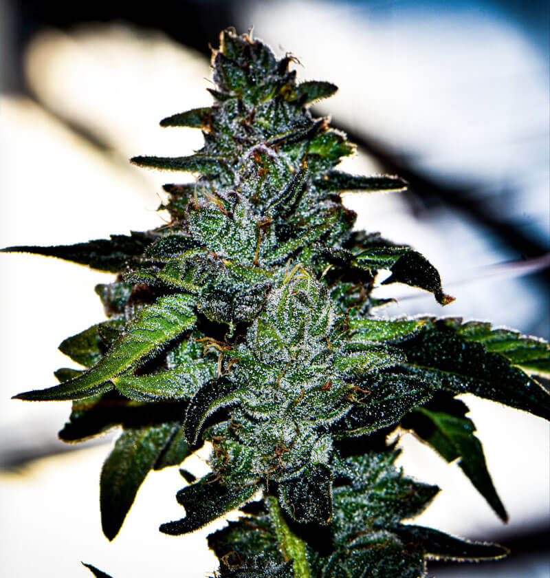 断*i様 AMERI VINTAGE MEDI STRAIN CHECK DRE Medi-Rip LF | Cohesive Bandaging Supplies | Bandages Plus