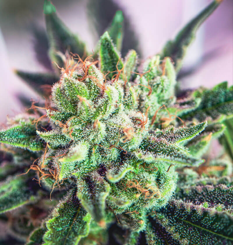 Lilac-Diesel.jpg