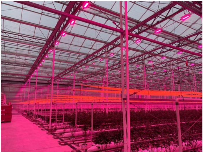 Lighting up the Greenhouse for Breast Cancer Awareness