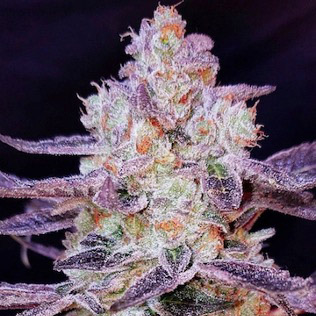 Purple-Zkittlez.jpg