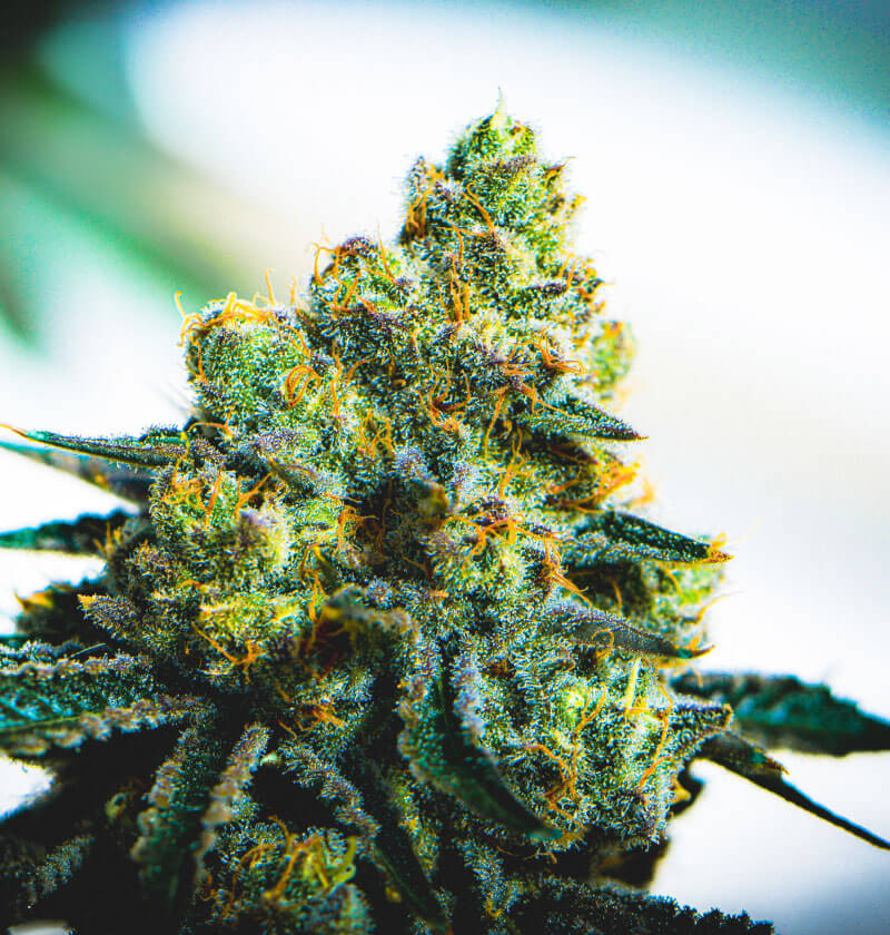 Sour-Tangie.jpg