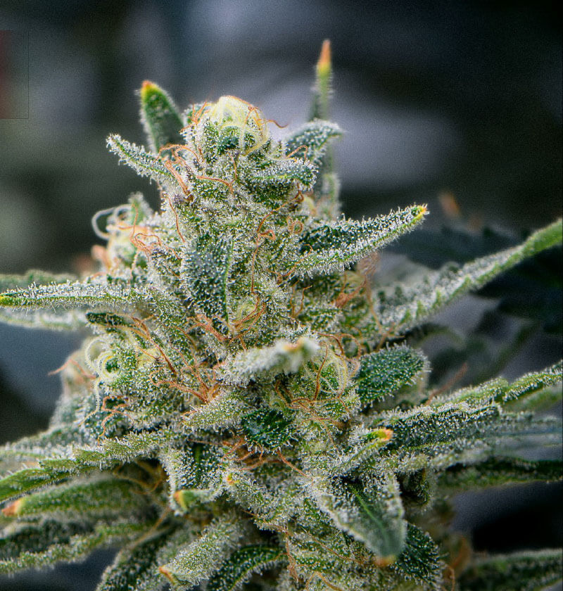 StarFruit-Skunk.jpg