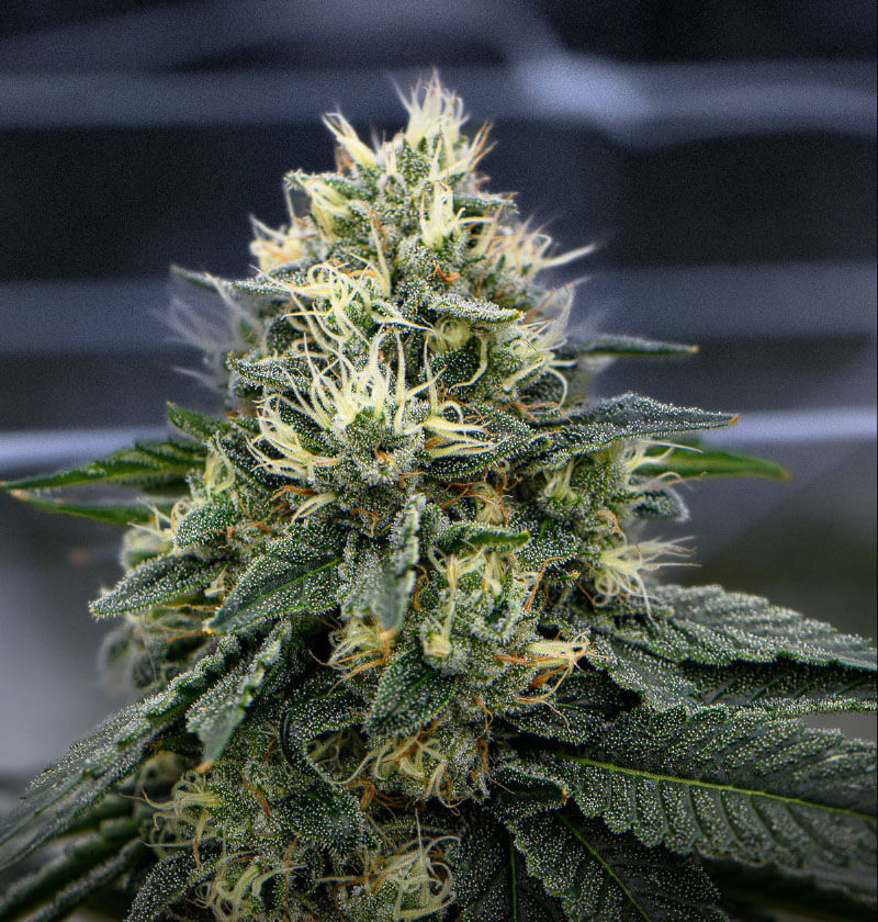 Stardawg.jpg