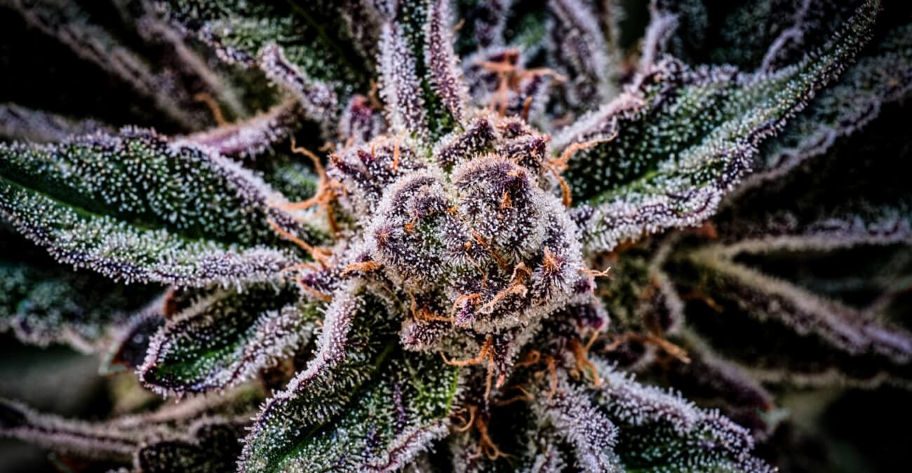 Strawberry Banner Strain