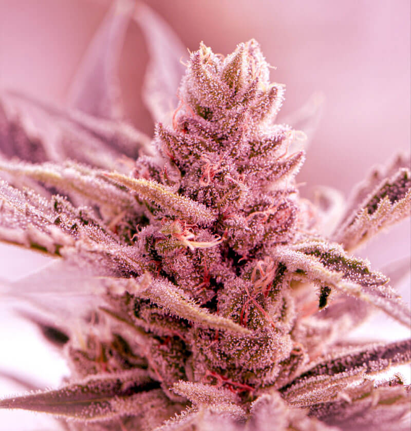 Strawberry-Fields.jpg