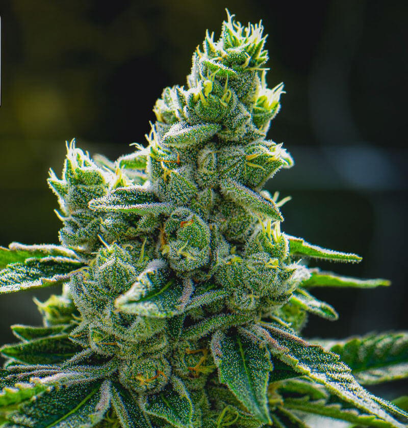 THC-Bomb.jpg