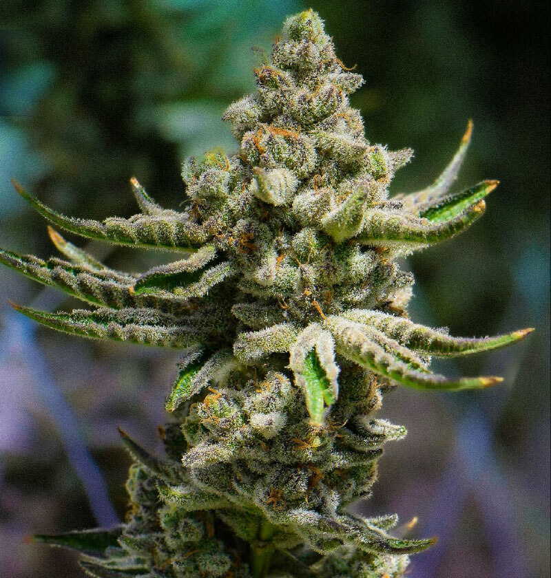 Tropical-Bubba.jpg
