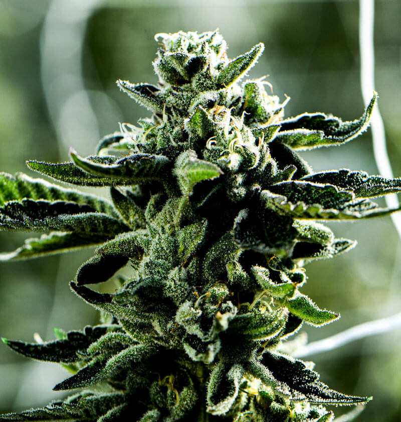 Watermelon-Zkittles.jpg