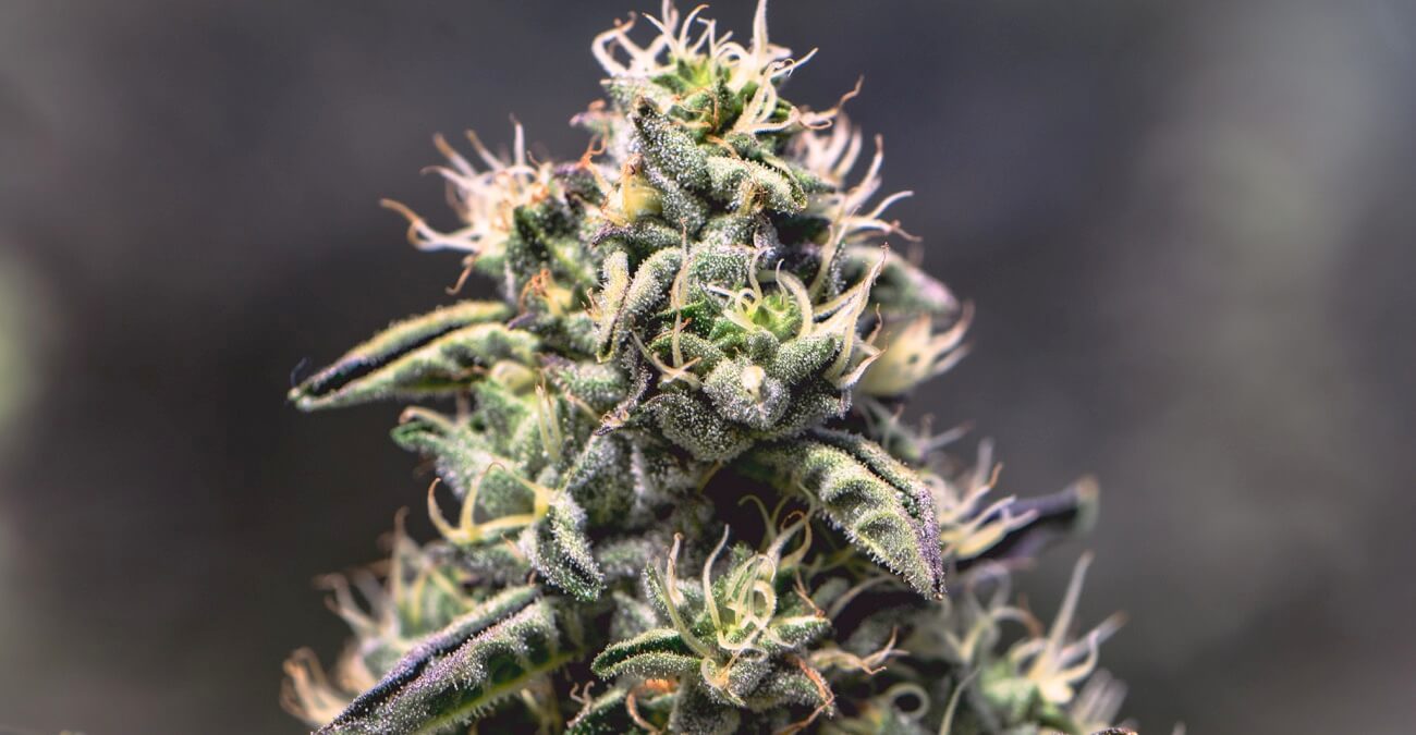 Crazy Glue Strain  Marijuana Doctors