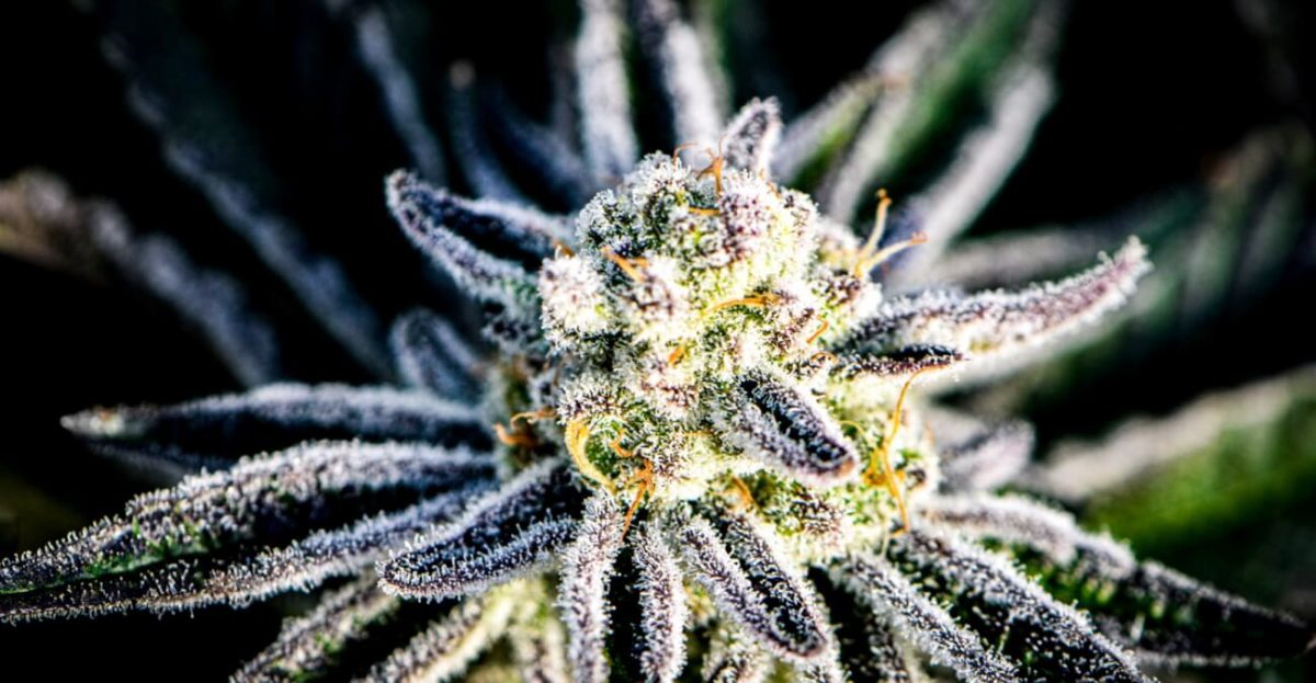 Strains Organic Remedies