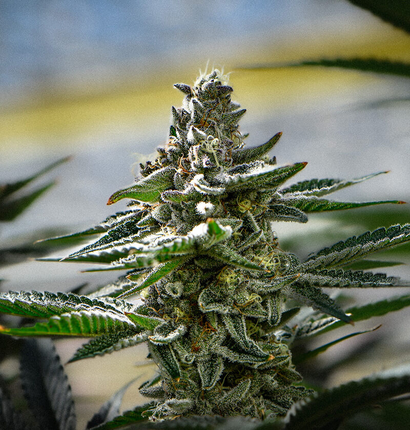 Cherry Paloma