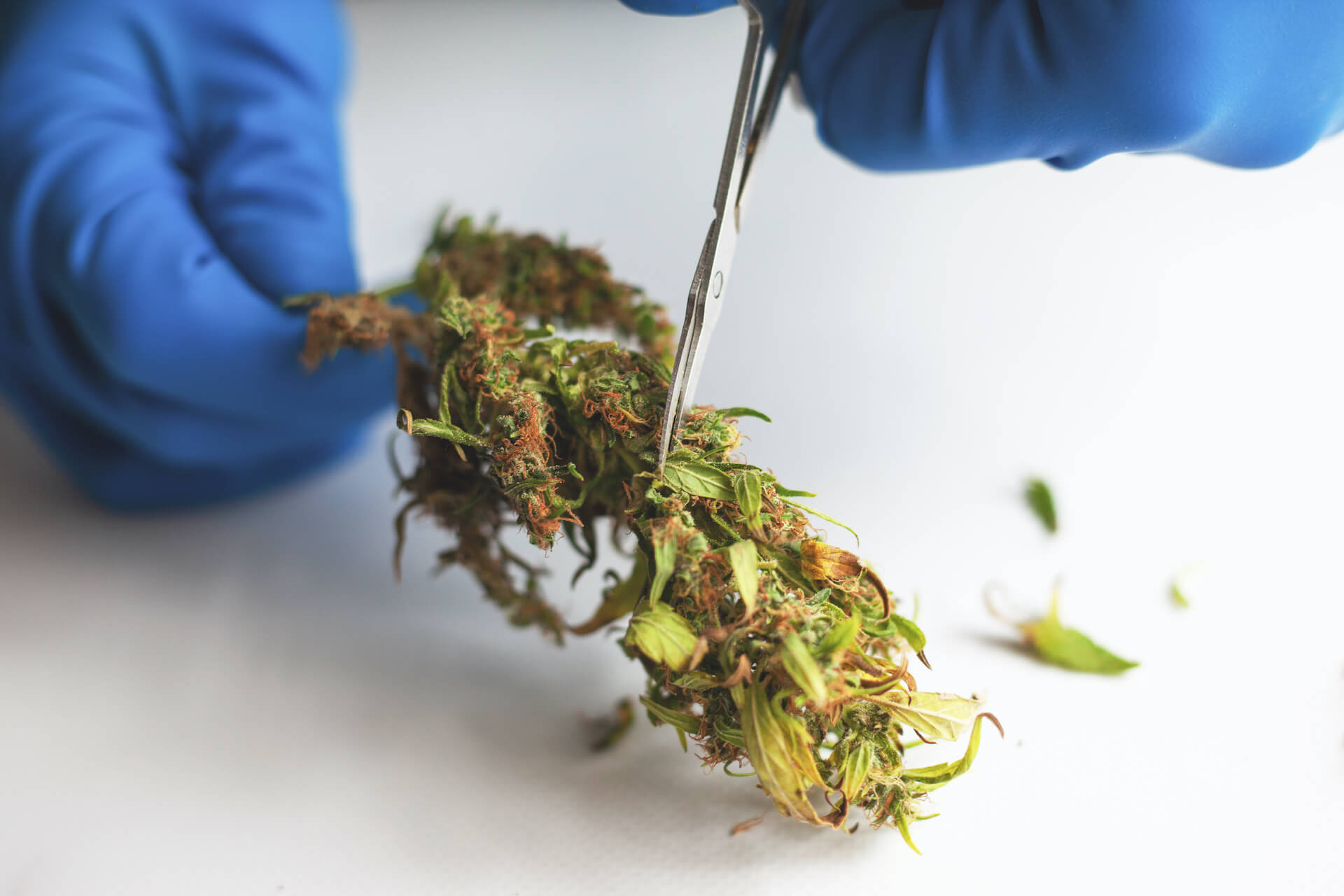 trimming-manicuring-buds-cannabis