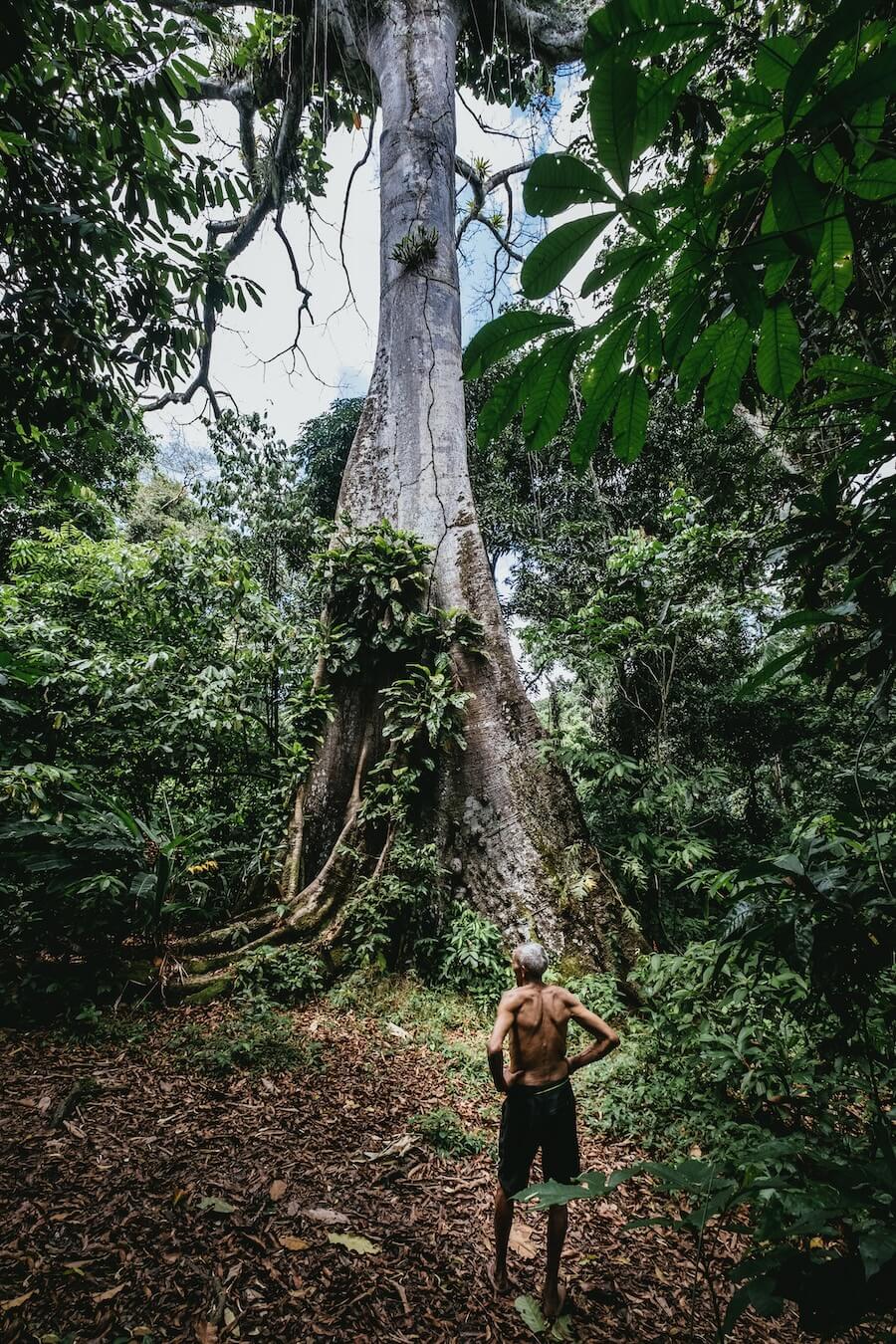 Man in a rainforest