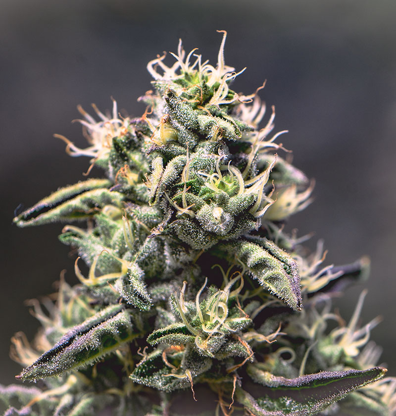 Strains - Organic Remedies