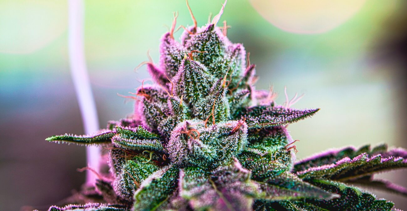 What is Cannabis Flower aka Marijuana Buds